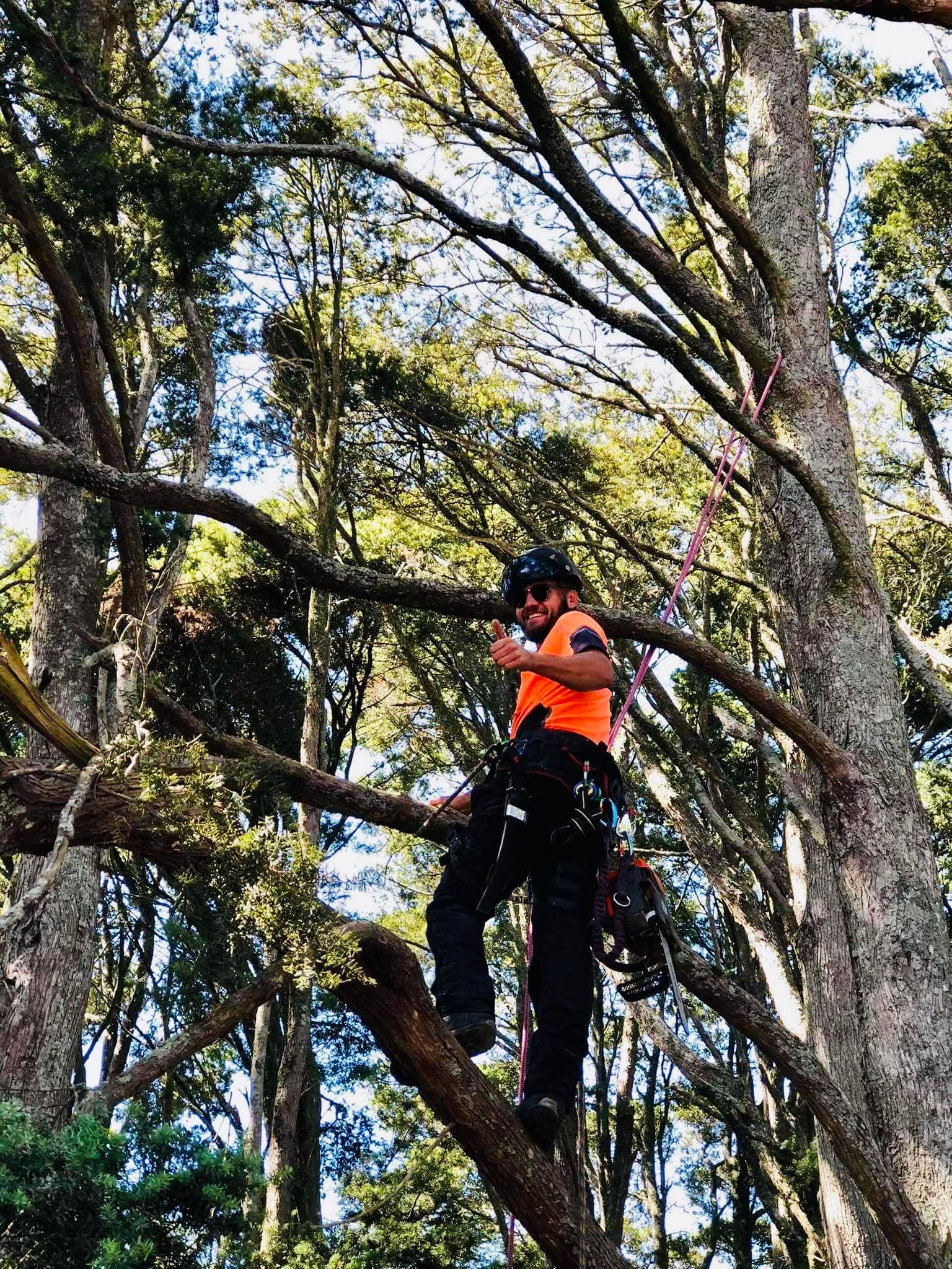 Tree Pruning & Trimming