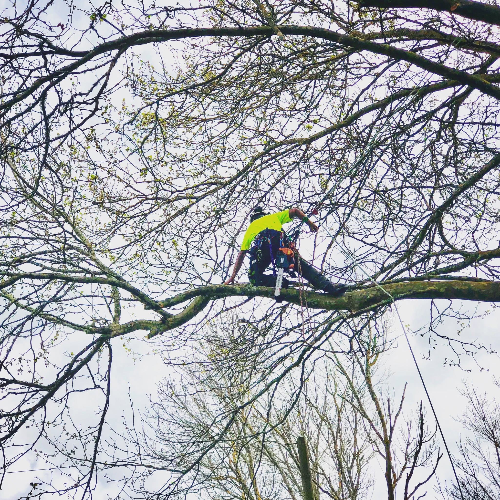 Hedge Maintenance