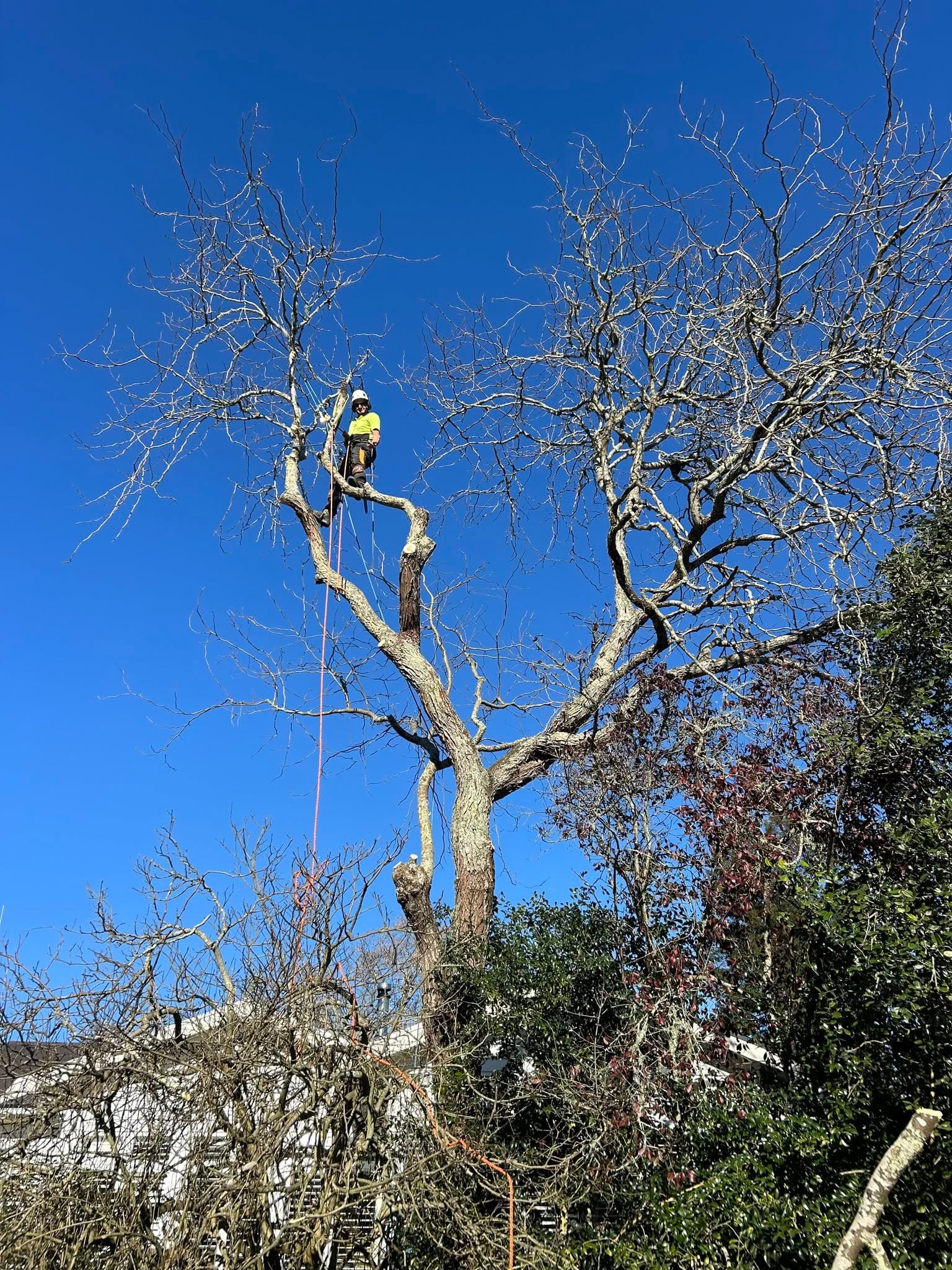 Tree Consultancy