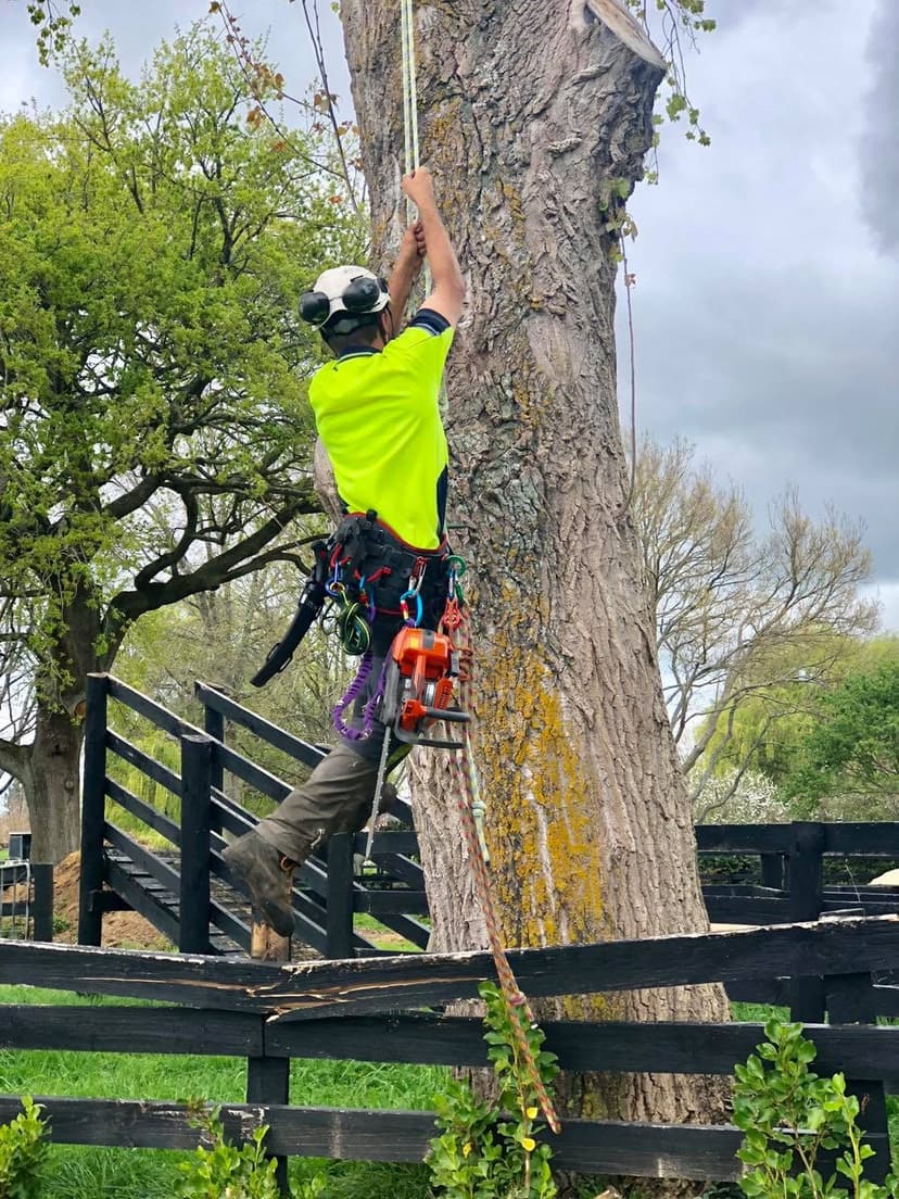 Touch Wood Tree Care - Cambridge Waikato