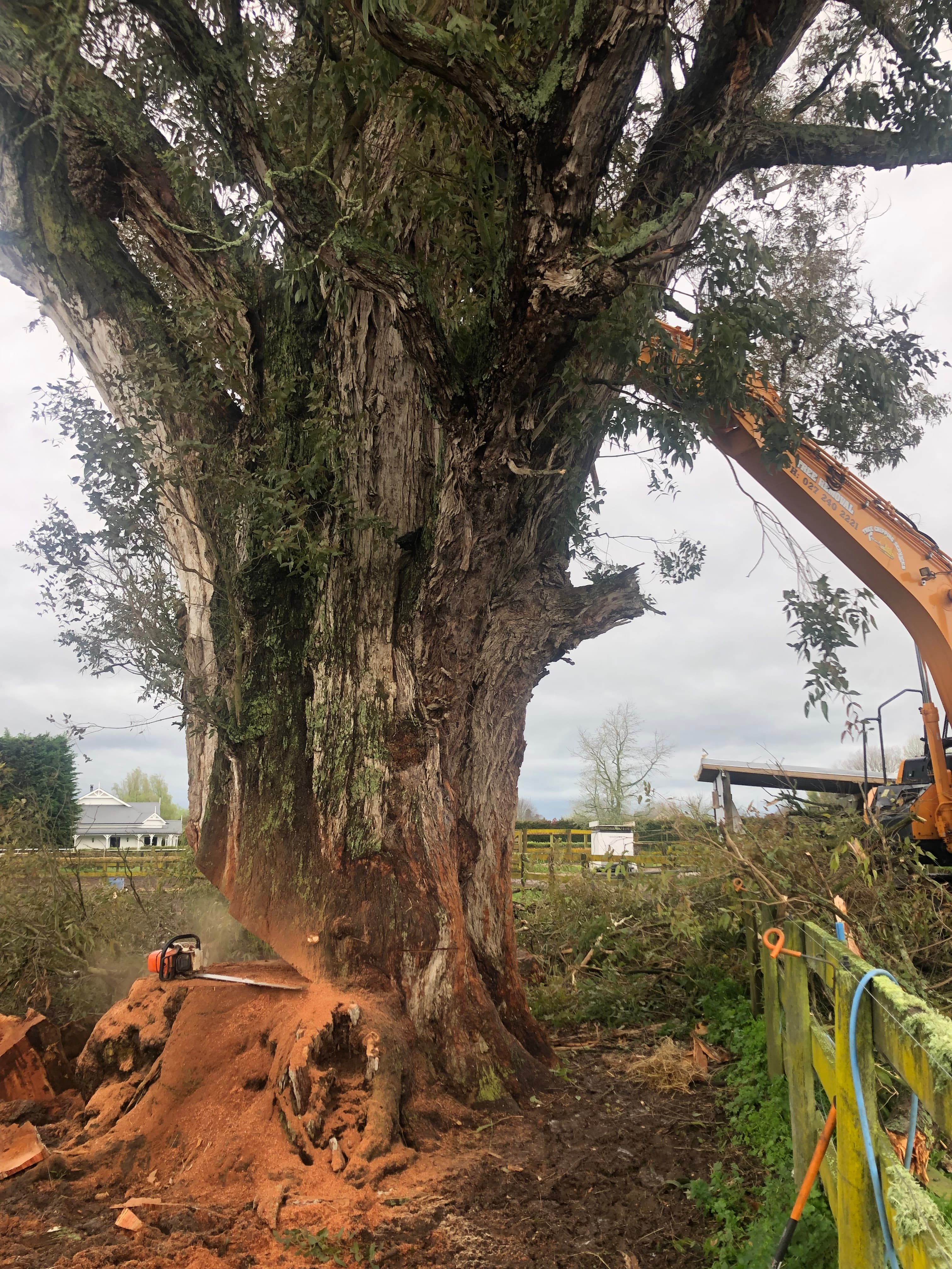 Tree Felling