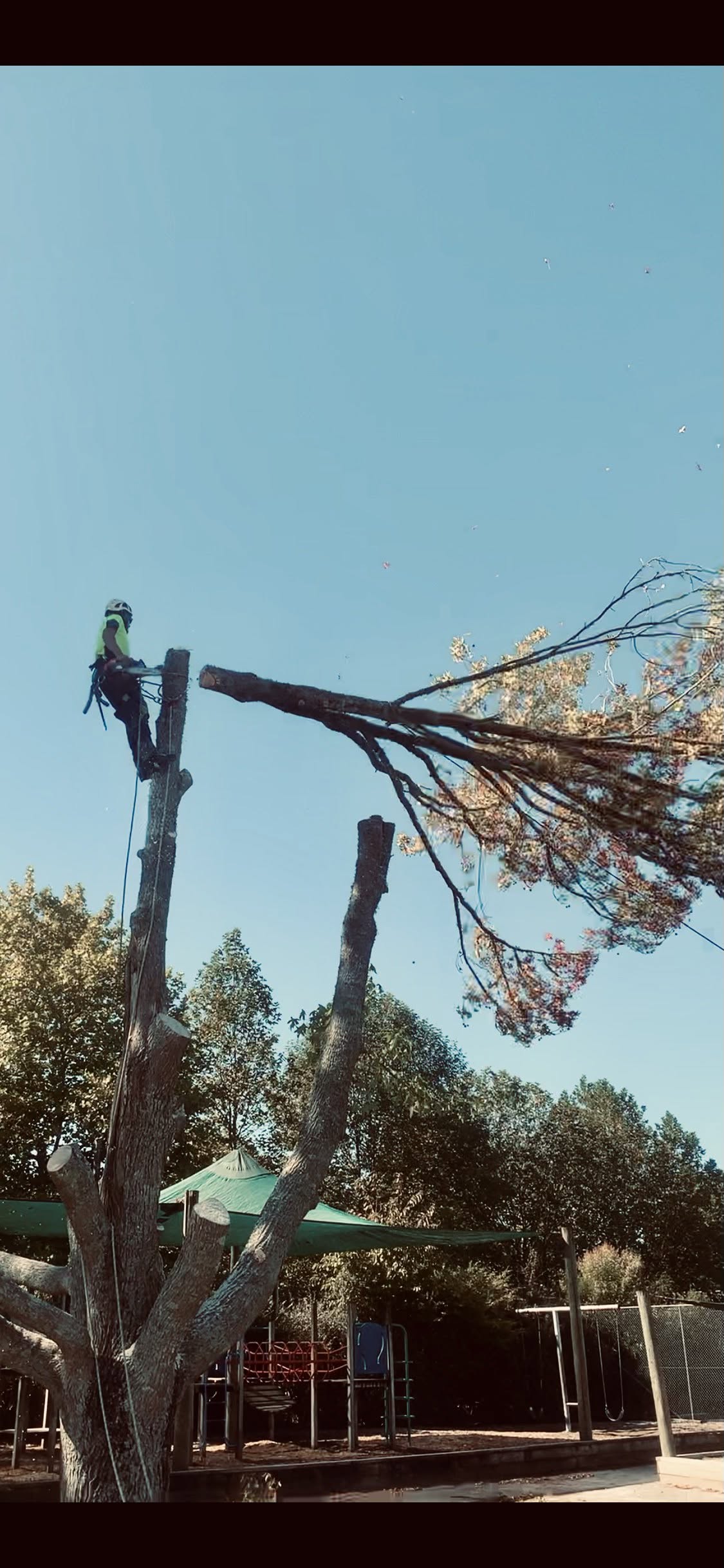 Arborist at work Waikato