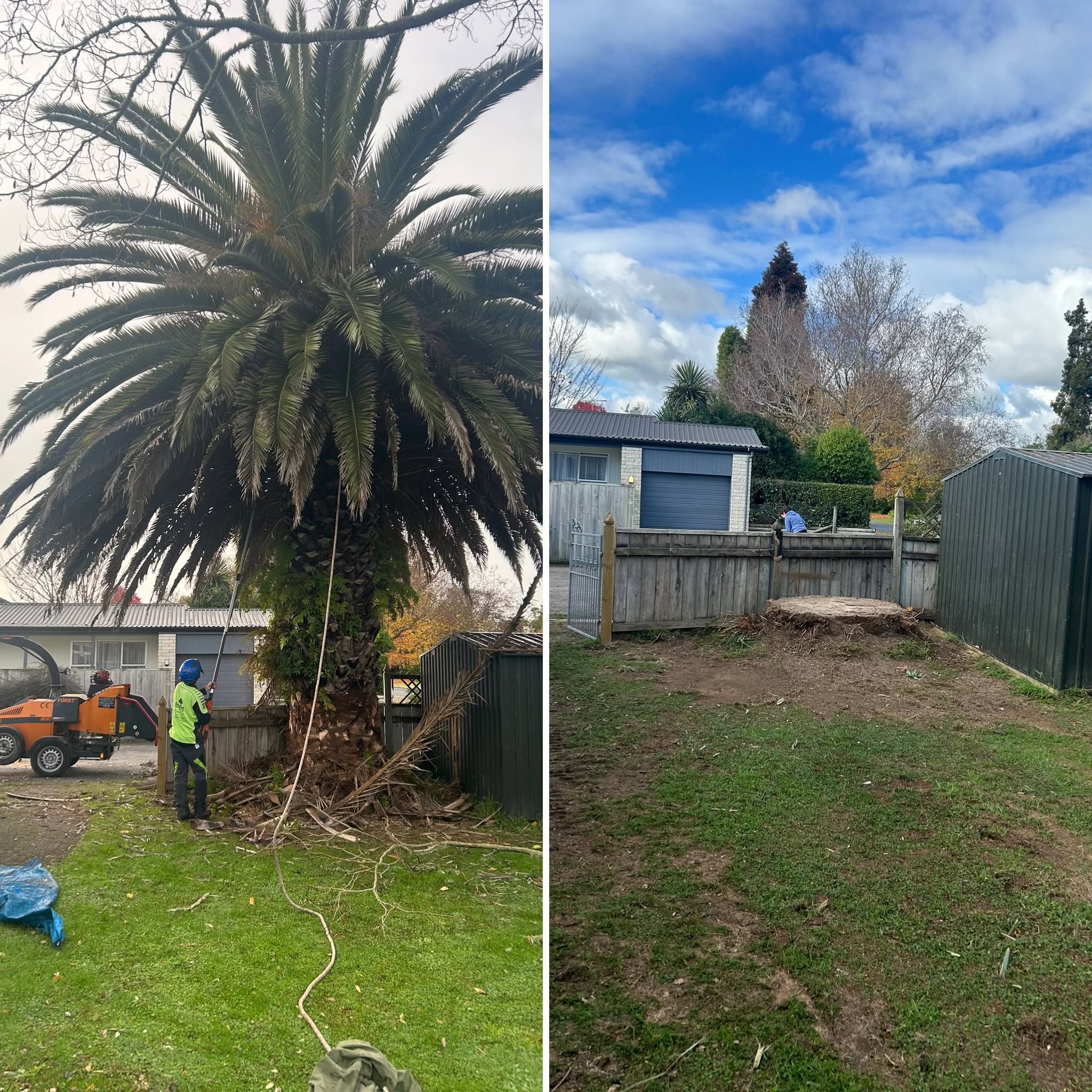 Tree care Waitomo
