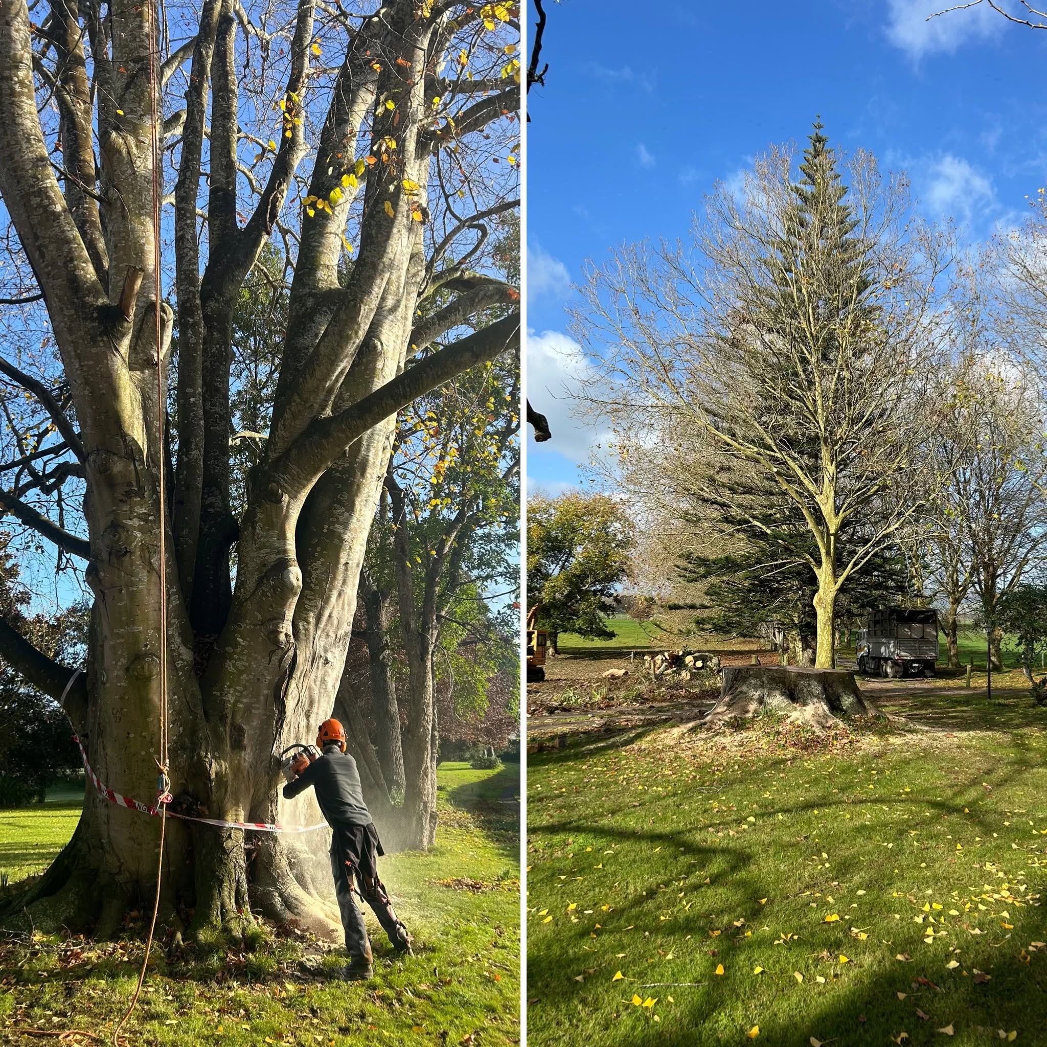 Arborist Hamilton