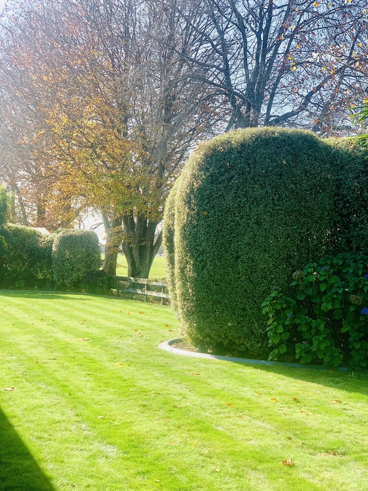 Arborist Tamahere