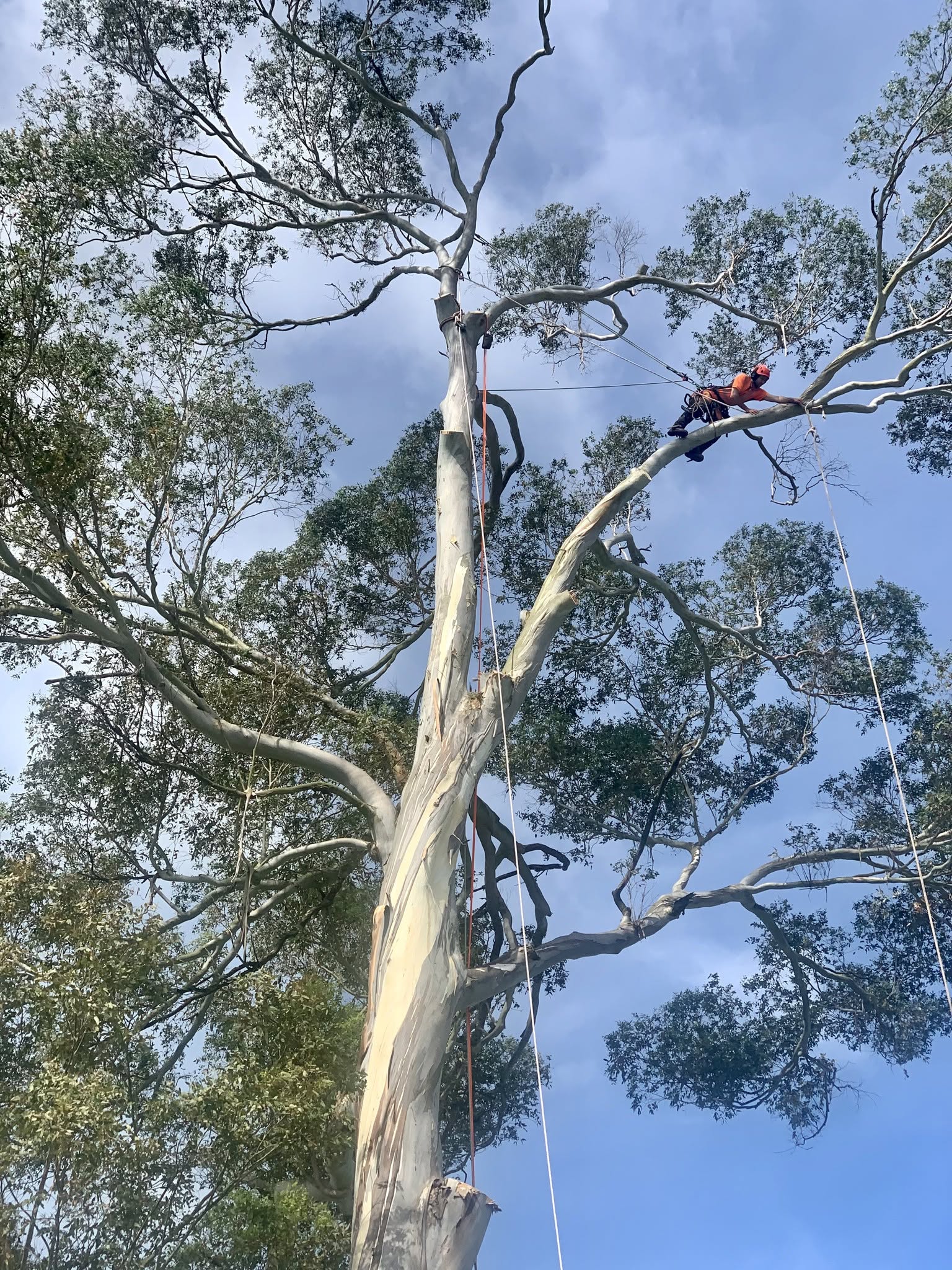 Tree pruning Cambridge