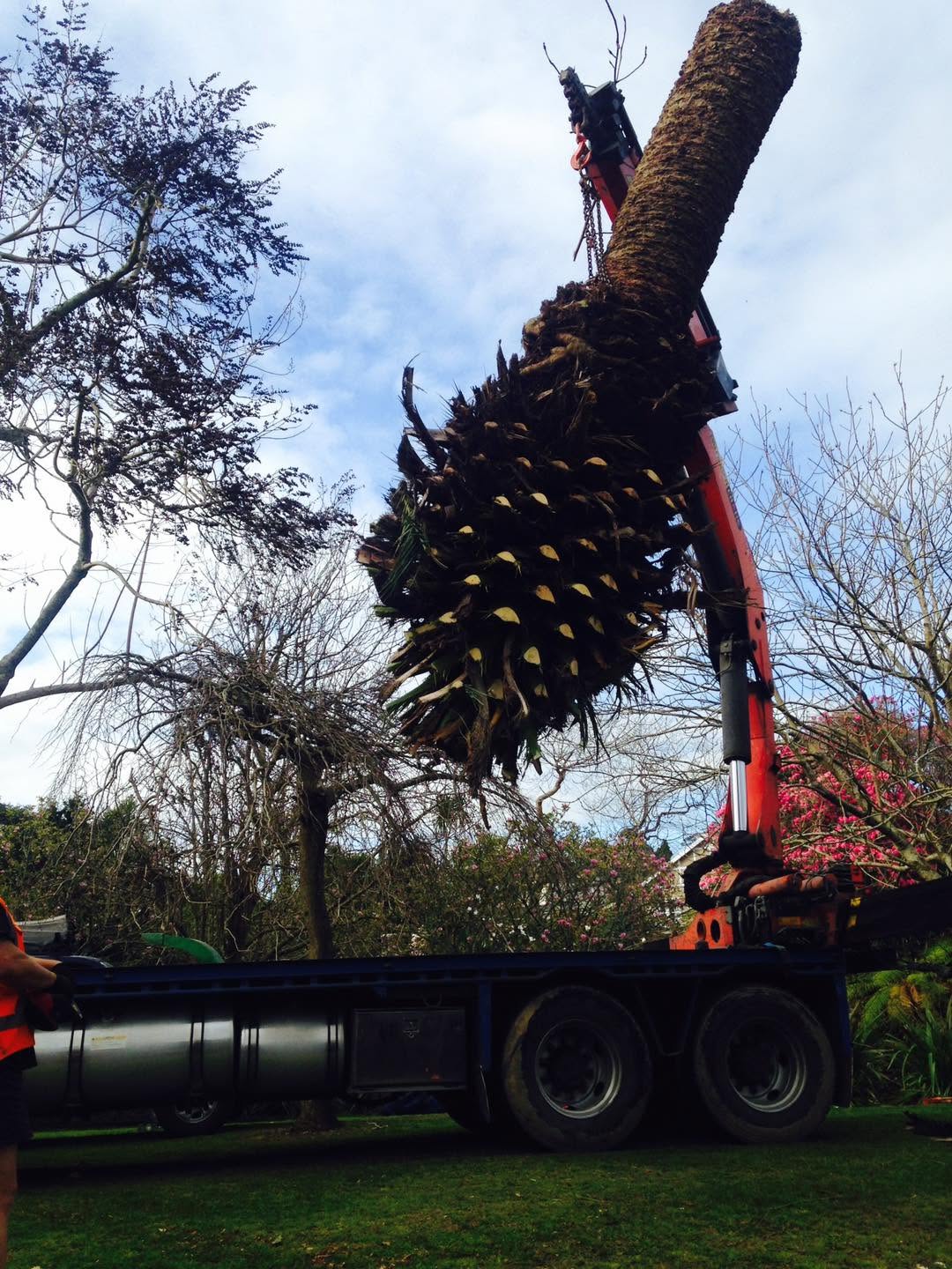 Arborist Waitomo